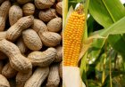 SEBI Proposes Phased Physical Settlement for Select Agri Commodity Derivatives