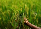 Kharif MSP Announced: Paddy Support Price Raised by Rs 72, Maize by Rs 10