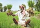 Agri GVA Growth to Remain Under 1.4% in FY27 as Weak Monsoon, El Niño Threaten Kharif Prospects: ICRA