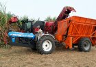 Machine Harvesting Gains Ground in Sugarcane in Maharashtra, But Not in Uttar Pradesh