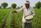 Global Fertilizer Crisis Pushes NPK Prices Up to Rs 2,450 Per Bag in India
