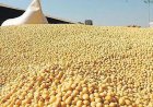 Oilmeal Exports Fall 31 Percent in June, First-Quarter Shipments Down 13 Percent