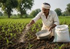 Madhya Pradesh Revises Fertilizer Prices, NPK Rate Jumps to Rs 2,450 Per Bag From Rs 1,720 Last Year