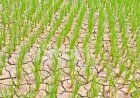 Agriculture Amid Mounting Challenges