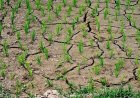 El Niño Threat Looms Over Asia’s Rice Bowl as Tropical Weather Patterns Shift