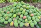 Climate Shocks, Japan Import Halt and Middle East Conflict Batter India’s Mango Economy