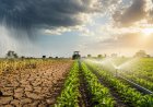 El Niño Poses Risks to Indian Agriculture, but Irrigation and Technological Advancements May Cushion Impact: RBI