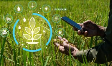 Global Public Agricultural R&D  Investment Surpass $50 Billion: FAO