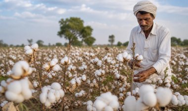 Cabinet Clears Rs 5,659 Crore Mission for Cotton Productivity to Boost Self-Sufficiency by 2030-31