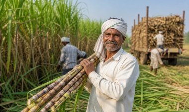 Government Approves Rs 365/Qtl Sugarcane FRP for 2026–27, Hikes Price by Rs 10