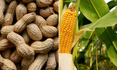 SEBI Proposes Phased Physical Settlement for Select Agri Commodity Derivatives