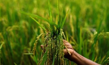 Kharif MSP Announced: Paddy Support Price Raised by Rs 72, Maize by Rs 10