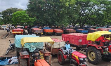 Farmers Unwilling to Sell Onions to NAFED and NCCF as Open Market Prices Remain Higher