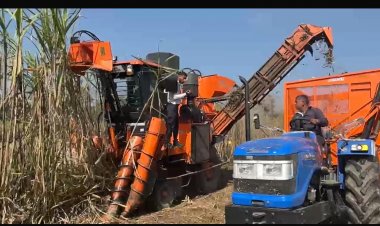 Machine Harvesting Gains Ground in Sugarcane in Maharashtra, But Not in Uttar Pradesh