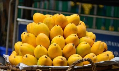 Scientists Identify Ideal Temperature to Keep Mangoes Fresh for Longer
