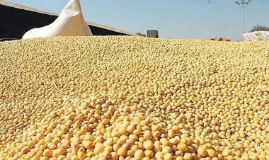 Oilmeal Exports Fall 31 Percent in June, First-Quarter Shipments Down 13 Percent