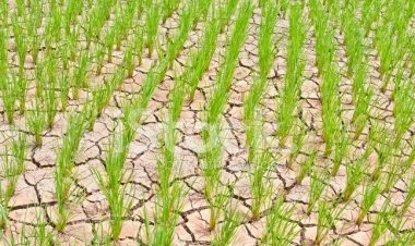 Agriculture Amid Mounting Challenges