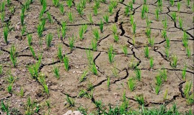El Niño Threat Looms Over Asia’s Rice Bowl as Tropical Weather Patterns Shift