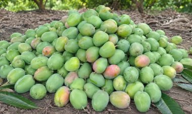 Climate Shocks, Japan Import Halt and Middle East Conflict Batter India’s Mango Economy
