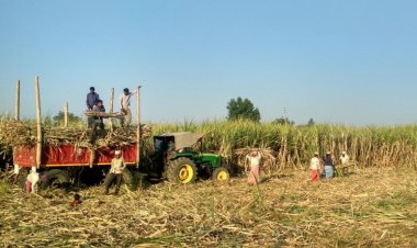 Centre Withdraws Draft Sugarcane (Control) Order, 2026 Amid Opposition From Farmers and Khansari Industry