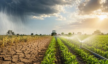 El Niño Poses Risks to Indian Agriculture, but Irrigation and Technological Advancements May Cushion Impact: RBI