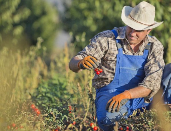 Fearing Price Drops, US Farmers Shun Data Sharing with U.S. Department of Agriculture