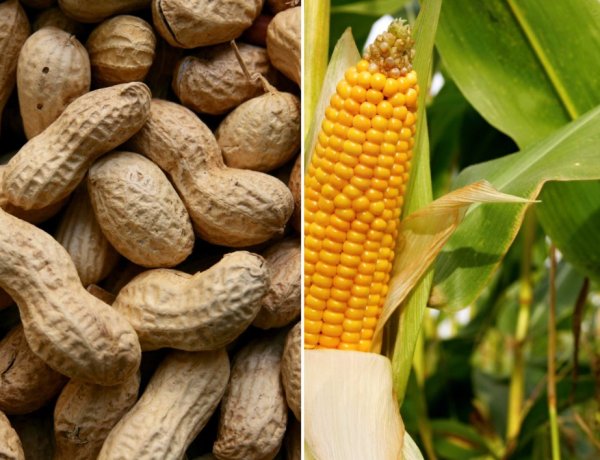 SEBI Proposes Phased Physical Settlement for Select Agri Commodity Derivatives