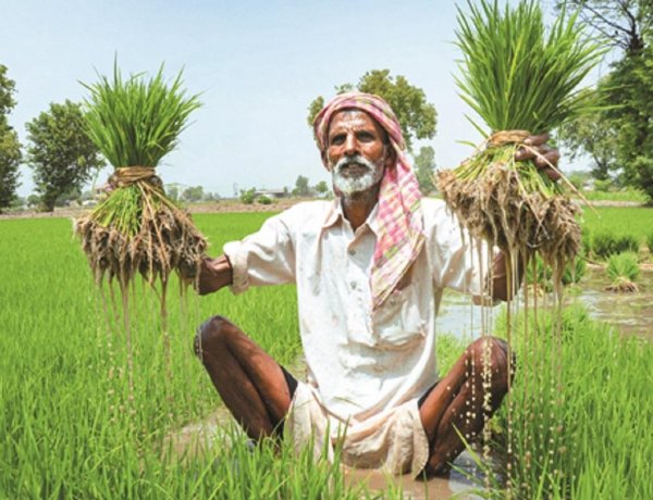 Agri GVA Growth to Remain Under 1.4% in FY27 as Weak Monsoon, El Niño Threaten Kharif Prospects: ICRA