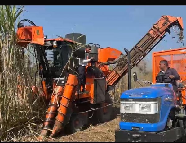 Machine Harvesting Gains Ground in Sugarcane in Maharashtra, But Not in Uttar Pradesh