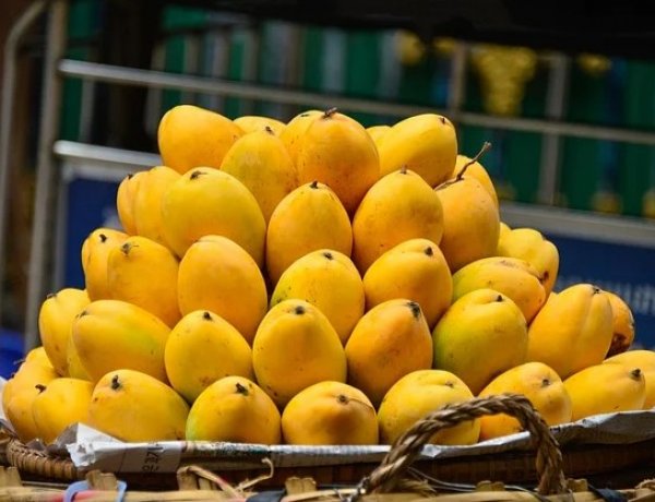 Scientists Identify Ideal Temperature to Keep Mangoes Fresh for Longer