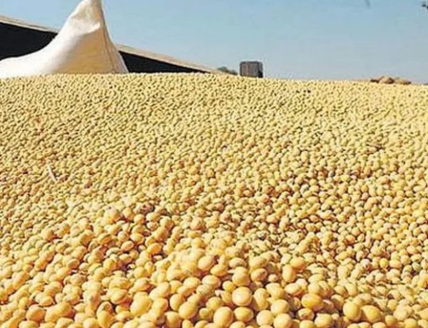 Oilmeal Exports Fall 31 Percent in June, First-Quarter Shipments Down 13 Percent