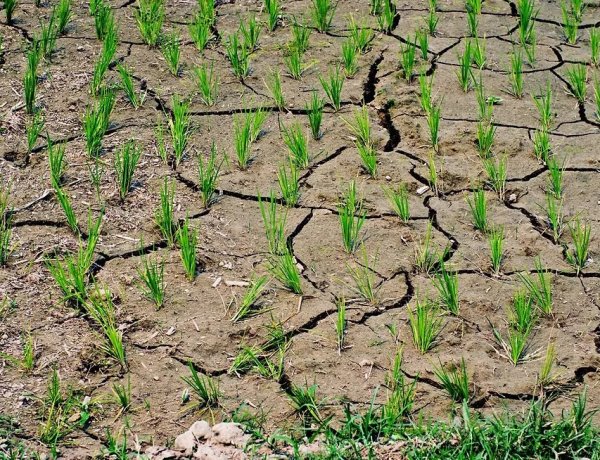 El Niño Threat Looms Over Asia’s Rice Bowl as Tropical Weather Patterns Shift