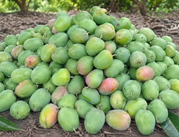 Climate Shocks, Japan Import Halt and Middle East Conflict Batter India’s Mango Economy