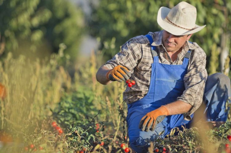 Fearing Price Drops, US Farmers Shun Data Sharing with U.S. Department of Agriculture