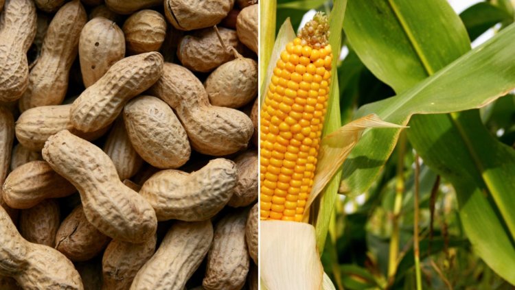 SEBI Proposes Phased Physical Settlement for Select Agri Commodity Derivatives