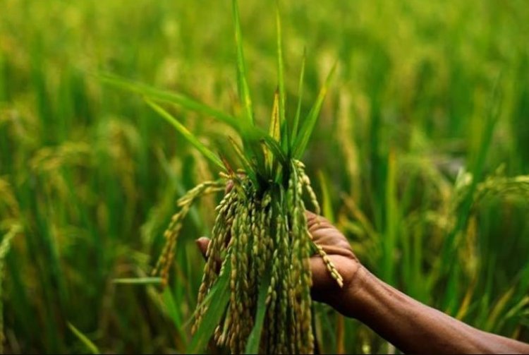 Kharif MSP Announced: Paddy Support Price Raised by Rs 72, Maize by Rs 10