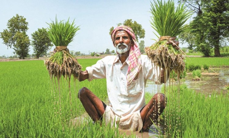 Agri GVA Growth to Remain Under 1.4% in FY27 as Weak Monsoon, El Niño Threaten Kharif Prospects: ICRA