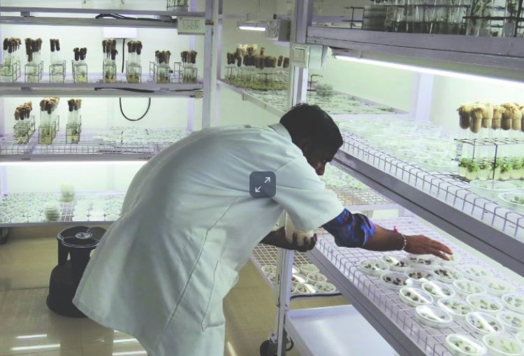 ICRISAT and CIMMYT Launch New Initiative for Climate-Resilient Crops in India and Africa