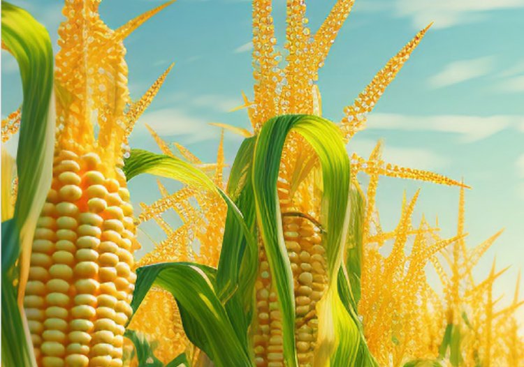 India’s Maize Demand to Surge 44% by 2030-31 as Feed and Ethanol Sectors Drive Agri-Economy: FICCI-YES Bank Report