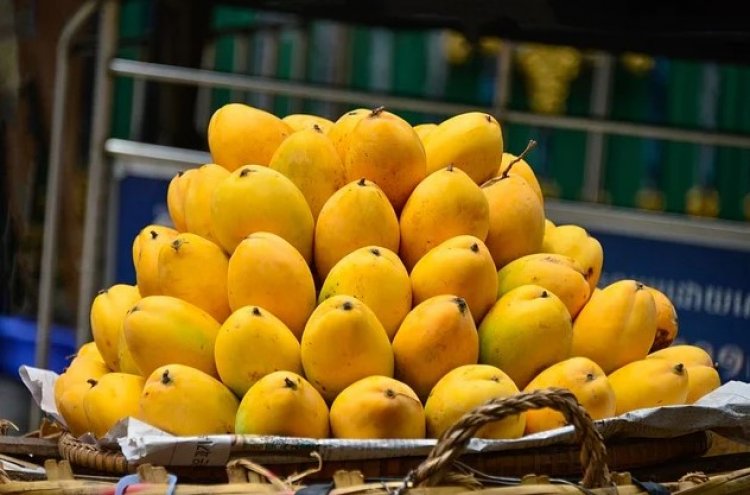 Scientists Identify Ideal Temperature to Keep Mangoes Fresh for Longer