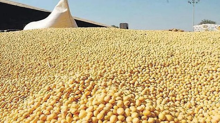Oilmeal Exports Fall 31 Percent in June, First-Quarter Shipments Down 13 Percent