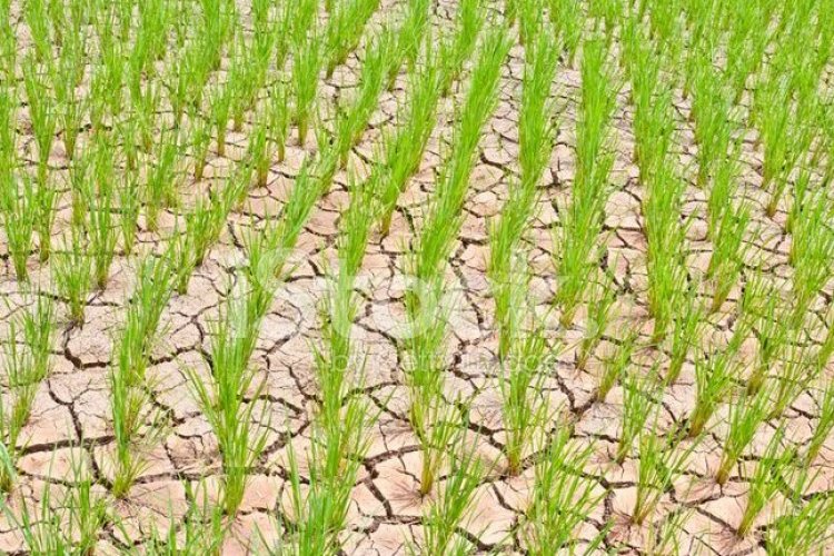Agriculture Amid Mounting Challenges