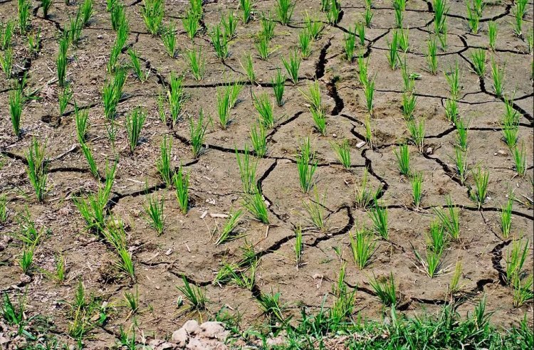 El Niño Threat Looms Over Asia’s Rice Bowl as Tropical Weather Patterns Shift