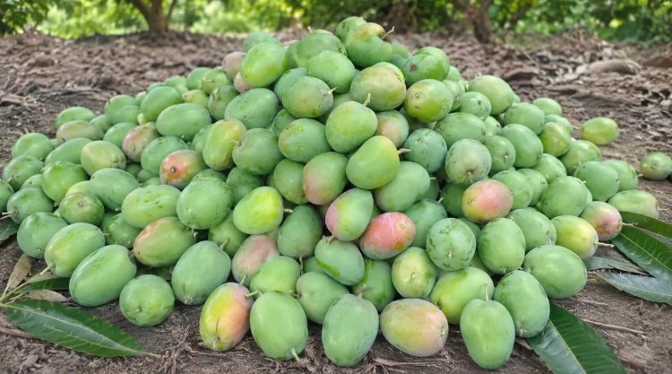 Climate Shocks, Japan Import Halt and Middle East Conflict Batter India’s Mango Economy