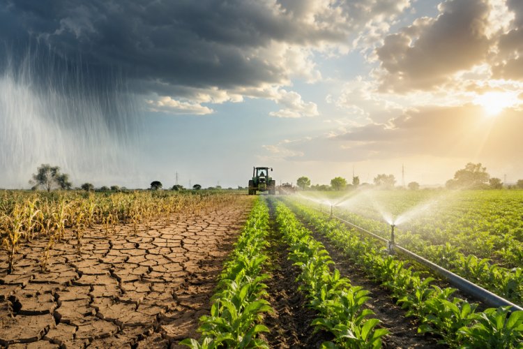 El Niño Poses Risks to Indian Agriculture, but Irrigation and Technological Advancements May Cushion Impact: RBI