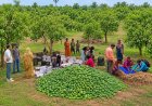 APEDA Facilitates First Export of Fresh Jharkhand Mangoes from Women-Led FPC to UK