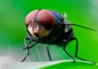 Flesh-Eating Screwworm Reappears in US After Decades, Threatening Livestock Industry