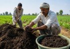 Indian Farmers Buy 3.5 Times More Organic Manure After the Iran War