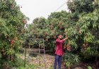 Dehradun’s Premium Litchi Enters European Market as APEDA Facilitates First Consignment to Italy