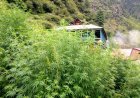 Green to Gold: Himachal Government Approves Regulated Cannabis Cultivation
